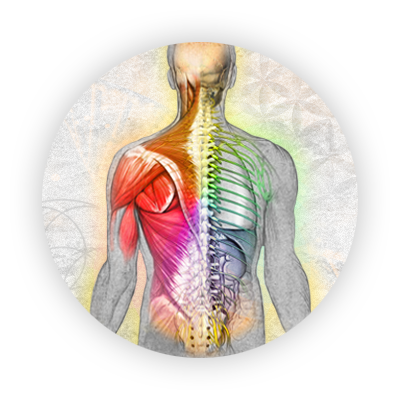 self align therapy home anatomy